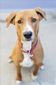Click here to be notified when new rhodesian ridgeback puppies are listed. 11 Bull Arab Ideas Bull Dogs Animals