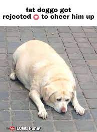 Maybe you would like to learn more about one of these? Pin On Funny Dog Pictures