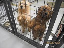 Bow & wow is the country's first and only all natural pet foods store for dogs and cats. This Year S Horrible Hundred Report Exposes Cruelty At Puppy Mills This Dogs Life