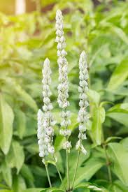 Image result for Justicia betonica