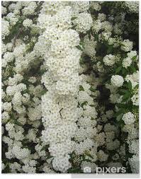 Free for commercial use no attribution required high quality images. Poster Weiss Bluhende Strauch Spirea Aguta Braut Kranz Pixers Wir Leben Um Zu Verandern