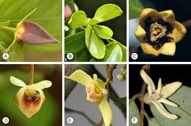 Image result for Annonaceae