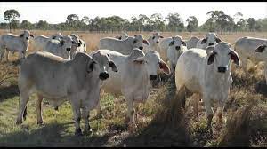 We did not find results for: Australian Brahman Congress 2016 Youtube