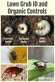 Grub Worm Control Organic Solutions To Safely Get Rid Of Grubs Grub Worms Garden Grubs Long Garden Design