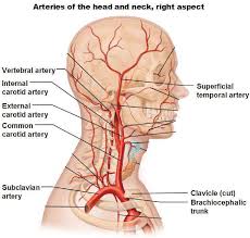 The common carotid artery is a paired structure that supplies blood to the head and neck. Pdf Blood Vessel Segmentation For Neck And Head Computed Tomography Angiography Semantic Scholar