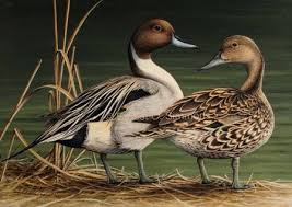 Create An Ecommerce Website And Sell Online Ecommerce Software By Shopify Wildlife Paintings Duck Art Wildlife Art