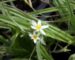 Image result for Hypoxis angustifolia