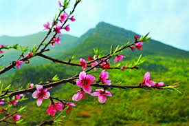 Ước Mơ Của M&ugrave;a Xu&acirc;n