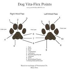 young living foot reflexology chart best picture of chart