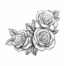 Bleistiftzeichnung Mit Drei Offenen Rosen In Schwarz Und Weiss Pin Blog Rose Drawing Tattoo Pink Tattoo Roses Drawing