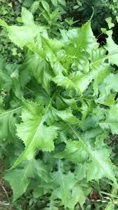 Image result for Lactuca setosa