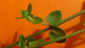 Image result for Oldenlandia lancifolia