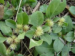 Image result for Alternanthera pungens