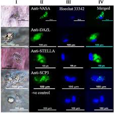 Install the requirements for the repository. Derivation Of Oocyte Like Cells From Putative Embryonic Stem Cells And Parthenogenetically Activated Into Blastocysts In Goat Scientific Reports