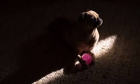 How To Adopt Or Rescue A Pug Pug Insider Pug Tips And