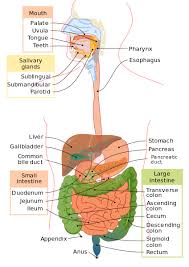 The Digestive System A Level Biology Revision Notes