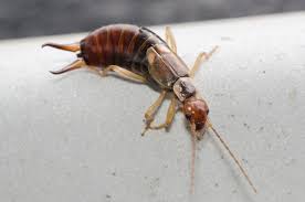 Ladybugs are tiny, oval, winged beetles that are usually between 1 to 10 millimeters (mm) in length, depending on the species. What Are Earwigs Pincher Bugs Terminix