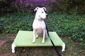 So we came up with an idea for a diy raised dog bed for both of them to share. Easy And Comfortable Pvc Dog Bed Plans Diy Guide