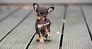 Top 10 Cutest Teacup Dogs That Can Fit in Your Pocket