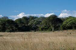 Image result for Kotschya capitulifera