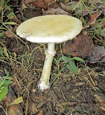 Image result for Melanospermum