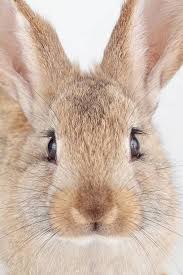 Close Up Of A Domestic Rabbit Bred From European Or Common Rabbits Oryctolagus Cuniculus Cute Animals Rabbit Rabbit Pictures