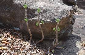 Image result for Monadenium pedunculatum