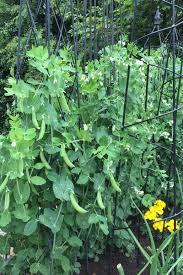Fill your salads with fresh spring produce. How To Grow Sugar Snap Peas Snow Peas The Perfect Spring Crop