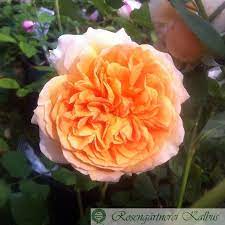 Plant database entry for rose (rosa 'crown princess margareta') with 49 images, one comment, and 38 data details. Crown Princess Margareta Englische Rose
