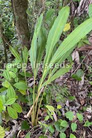 Image result for Lannea asymmetrica