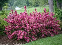 Whether you want perrenial plants, flowering shrubs, naturalising bulbs or plants for hanging baskets, we can with many aspects of uk wildlife declining, what better way to help them by planting flowers that not only look great but go a long way to helping sustain. Where To Buy Plants Online 11 Shops For Cheap Rare Or Easy Care Plants Bob Vila