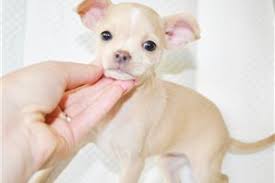 A cushion mailer was sent from oroville, ca on sept. Chihuahua Puppies For Sale From Sacramento California Breeders