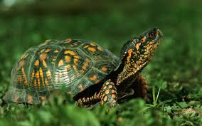 Image result for tortoise