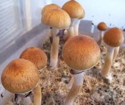 How long does it take for shrooms to kick in? Could Magic Mushrooms Be Used To Treat Anxiety And Depression Science Smithsonian Magazine