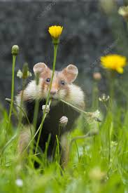We did not find results for: Black Bellied Hamster Keyword Search Science Photo Library