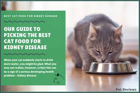 Here are the 20 best foods to eat if you have kidney disease. Weight Loss In Cats With Renal Failure Weightlosslook