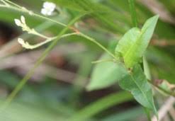 Image result for Persicaria strigosa