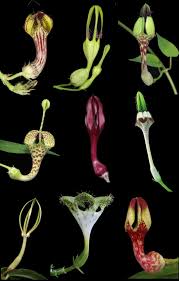 Image result for Ceropegia stenantha