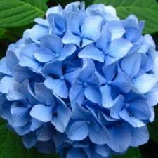 Plants which complete their life cycle in one season. Buy Hydrangea Blue Plant Online India At Cheap Price On Plantsguru Com