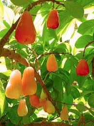 Pin On Fruits