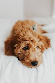 I have been breeding goldendoodles for 3 yrs now and i just love the breed they are remarkable smart puppies. Mini Goldendoodle Wallpapers Wallpaper Cave