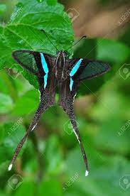 Green dragontail swallow tail butterfly. Schmetterlinge Sind Spruhwasser Grune Dragontail Schmetterling Von Thailand Hintergrund Lizenzfreie Fotos Bilder Und Stock Fotografie Image 12369664