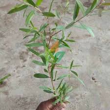 Sementara menunggu sesuatu yang lebih baik, yang kurang baik pun boleh dipakai dahulu. Jual Bibit Pohon Kayu Putih Asal Biji Agro Bibit Id