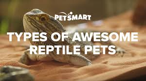 Check spelling or type a new query. Petsmart S Types Of Awesome Reptile Pets Youtube