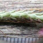 Image result for Dichanthium aristatum