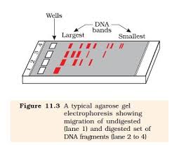 12 Levels Of Biological Organization From Smallest To Largest Ncert Class Xii Biology Chapter 11 Biotechnology Principles And Processes Biotechnology Biology Principles