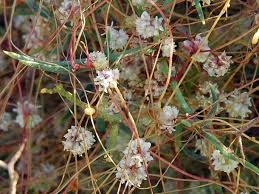 Image result for Cuscuta approximata