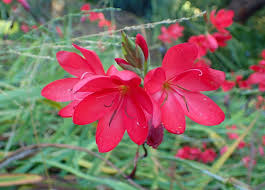 Image result for Hesperantha