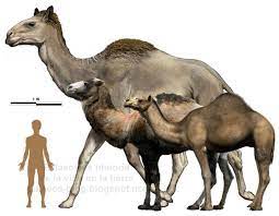 Camels and horses are both ungulates (hoofed mammal), but that's as far as they are related. North American Camels Survive But No Horses Alternatehistory Com
