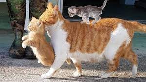Mother Cats Taking Care And Protecting Their Cute Kittens Safety Mom Cat And Kitten Meow Moe Kitten Mom Kittens Cutest Funny Cats And Dogs